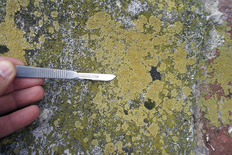 3. Recoltarea inoculului reprezentat de licheni